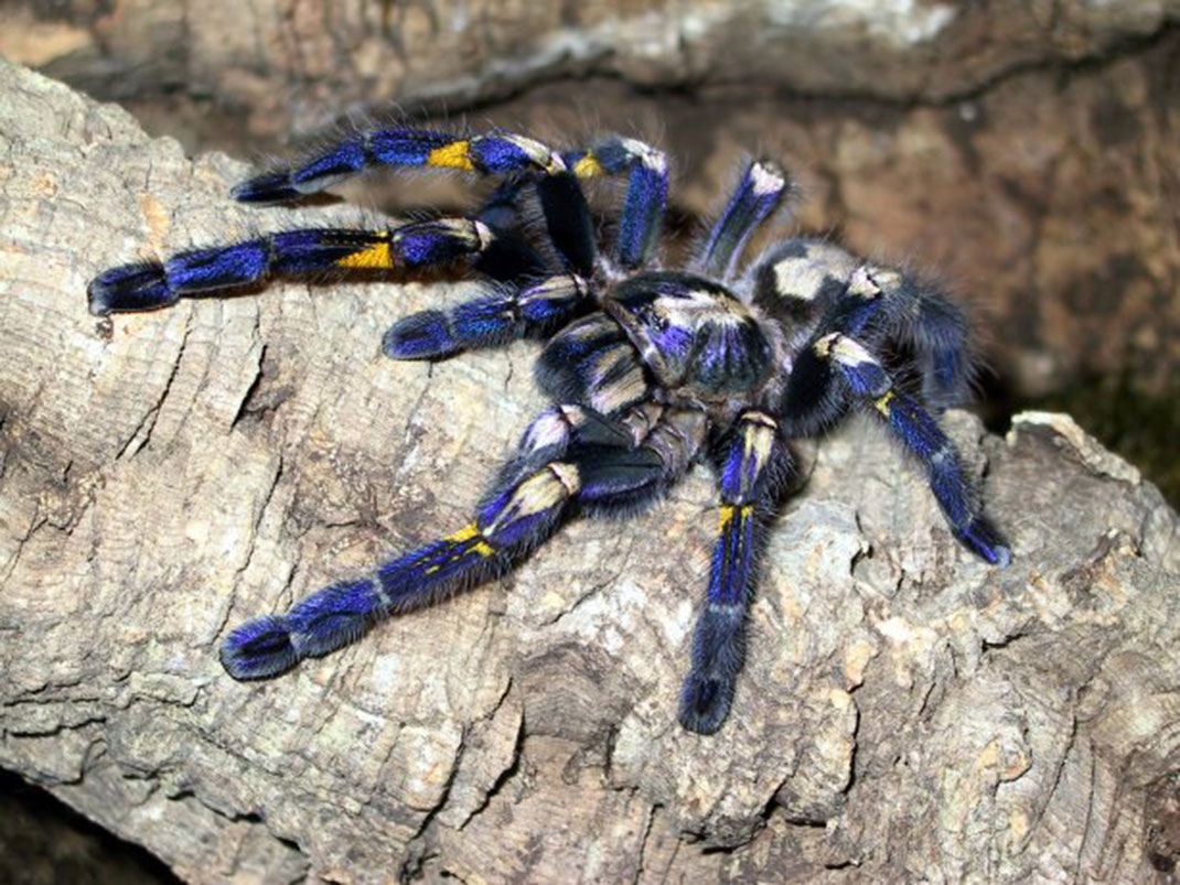 Gooty_Tarantula,_Metallic_Tarantula_or_Peacock_Tarantula_(Poecilotheria_metallica)