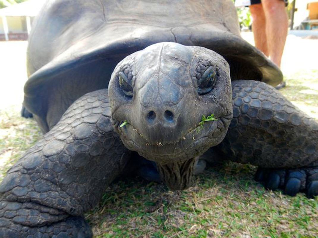 Tortue-des-seychelles