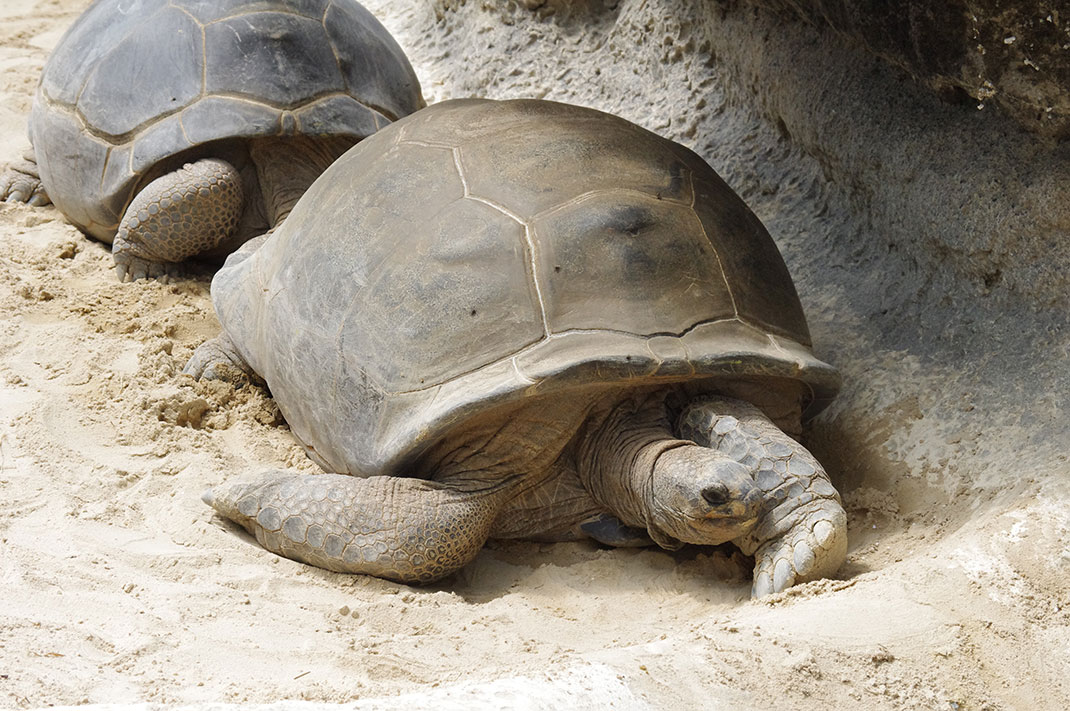 Tortue-galapagos