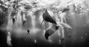 Une_baleine_plongeur