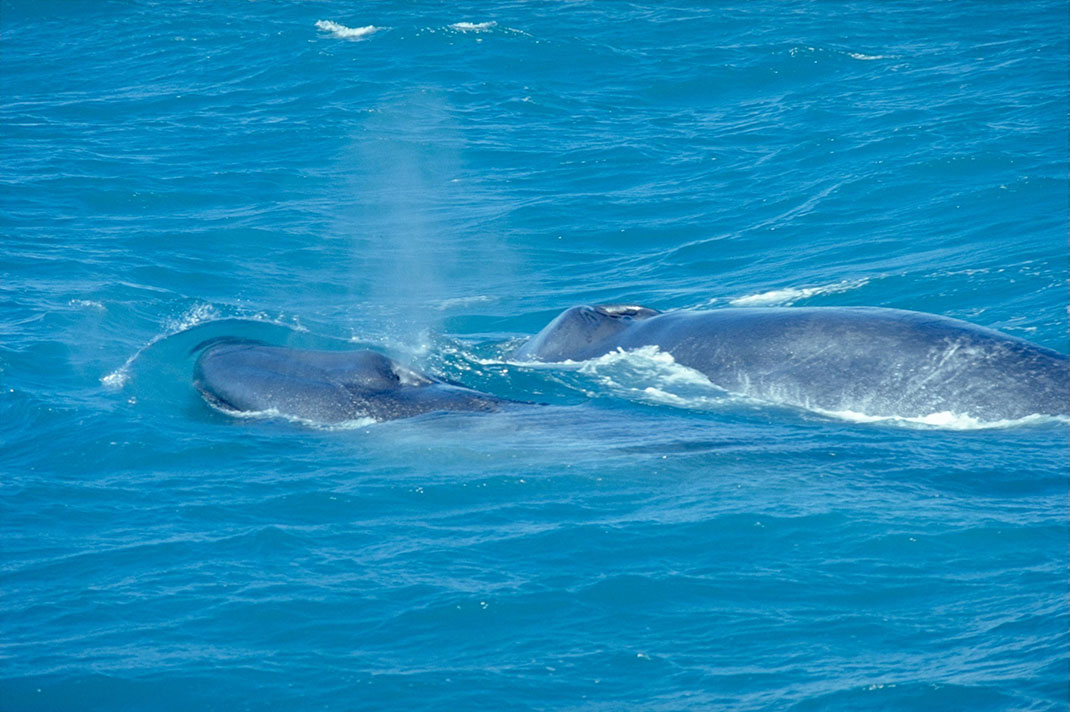 baleine-bleue-1