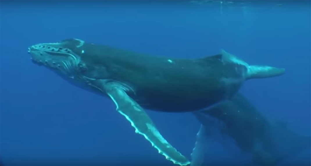 baleine-boreale-2
