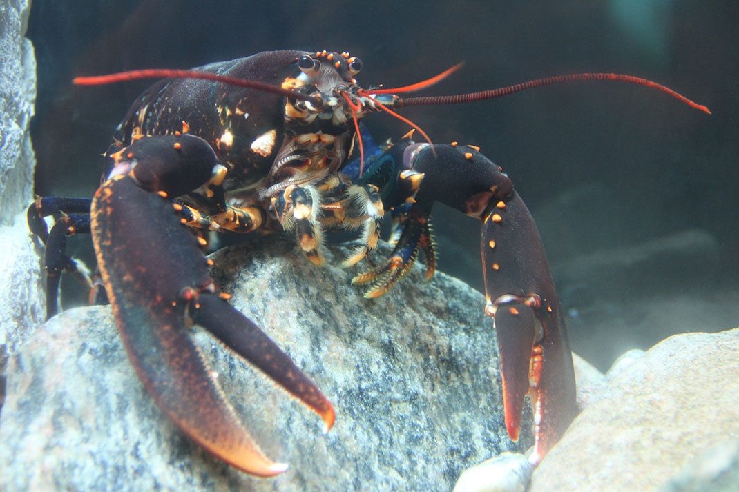 homard-2