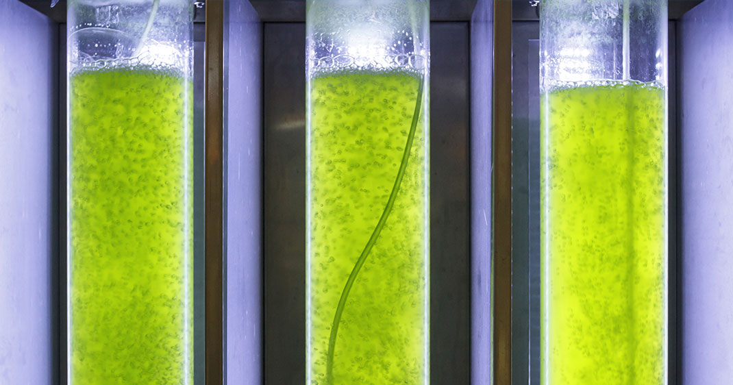 une-carburant-algue