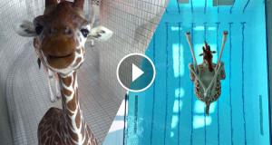 une-girafes-nicolasdeveaux