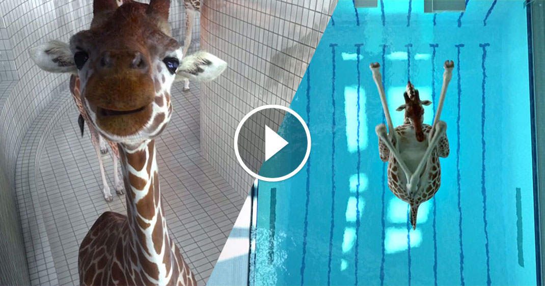 une-girafes-nicolasdeveaux