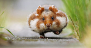 une-hamster-mignon