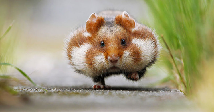 une-hamster-mignon