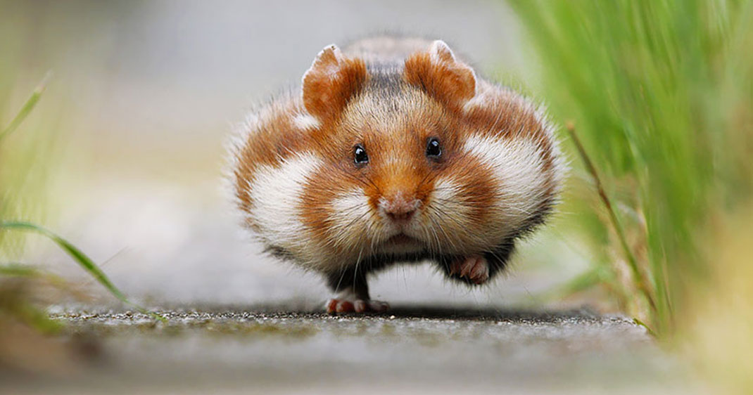 une-hamster-mignon