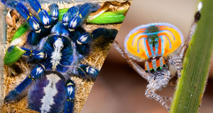 unearaigneedoubleFINALE