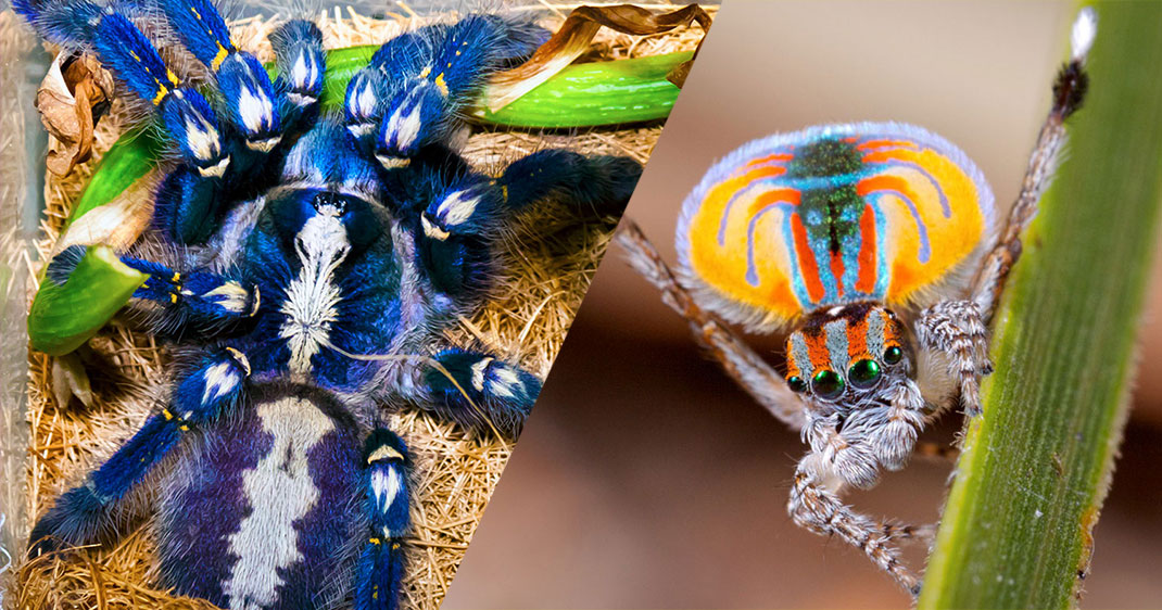 unearaigneedoubleFINALE