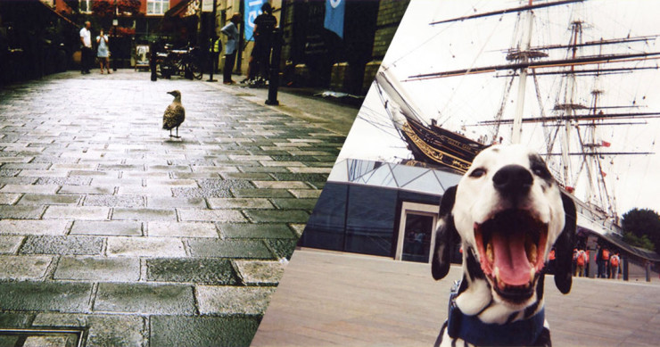 unedoublechiencanardlum