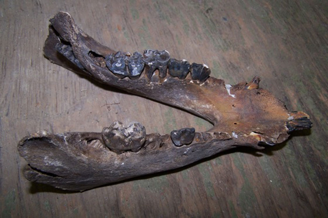 01-mâchoire-castagra