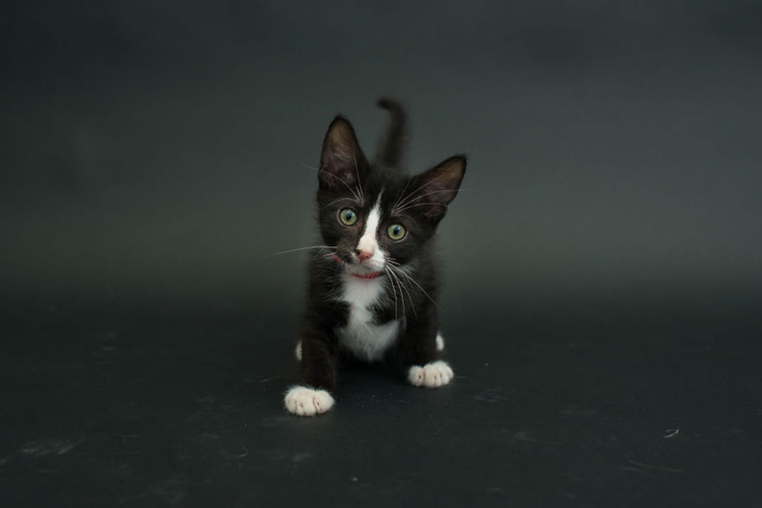 04-chatnoir-caseyelise