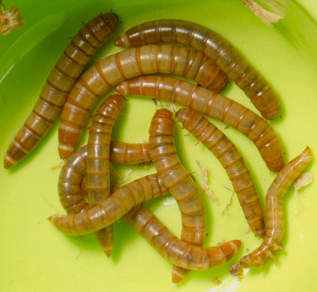 05-verdefarine-TiiaMonto