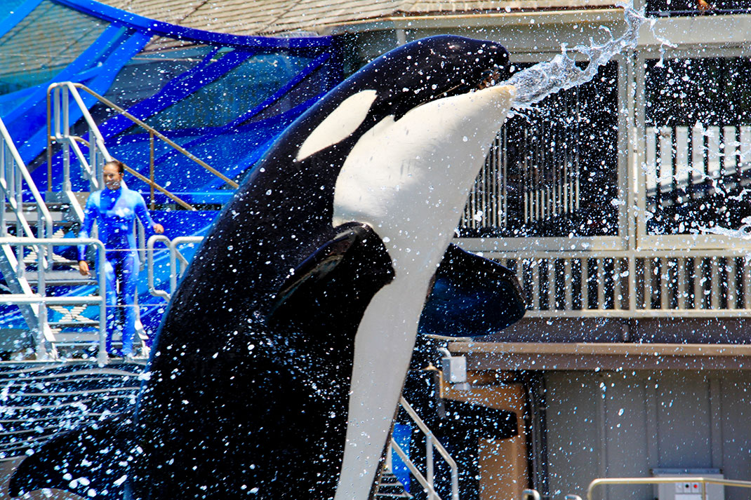 10-orque-seaworld