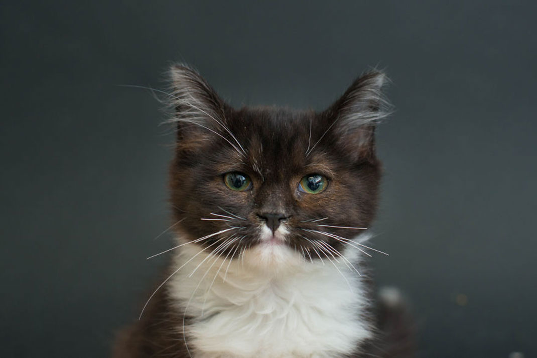 12-chatnoir-caseyelise