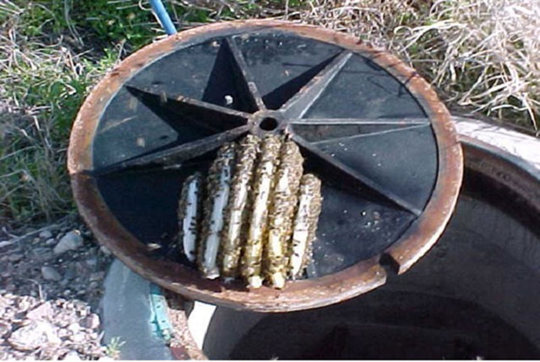 12-essaimabeilles-castagara