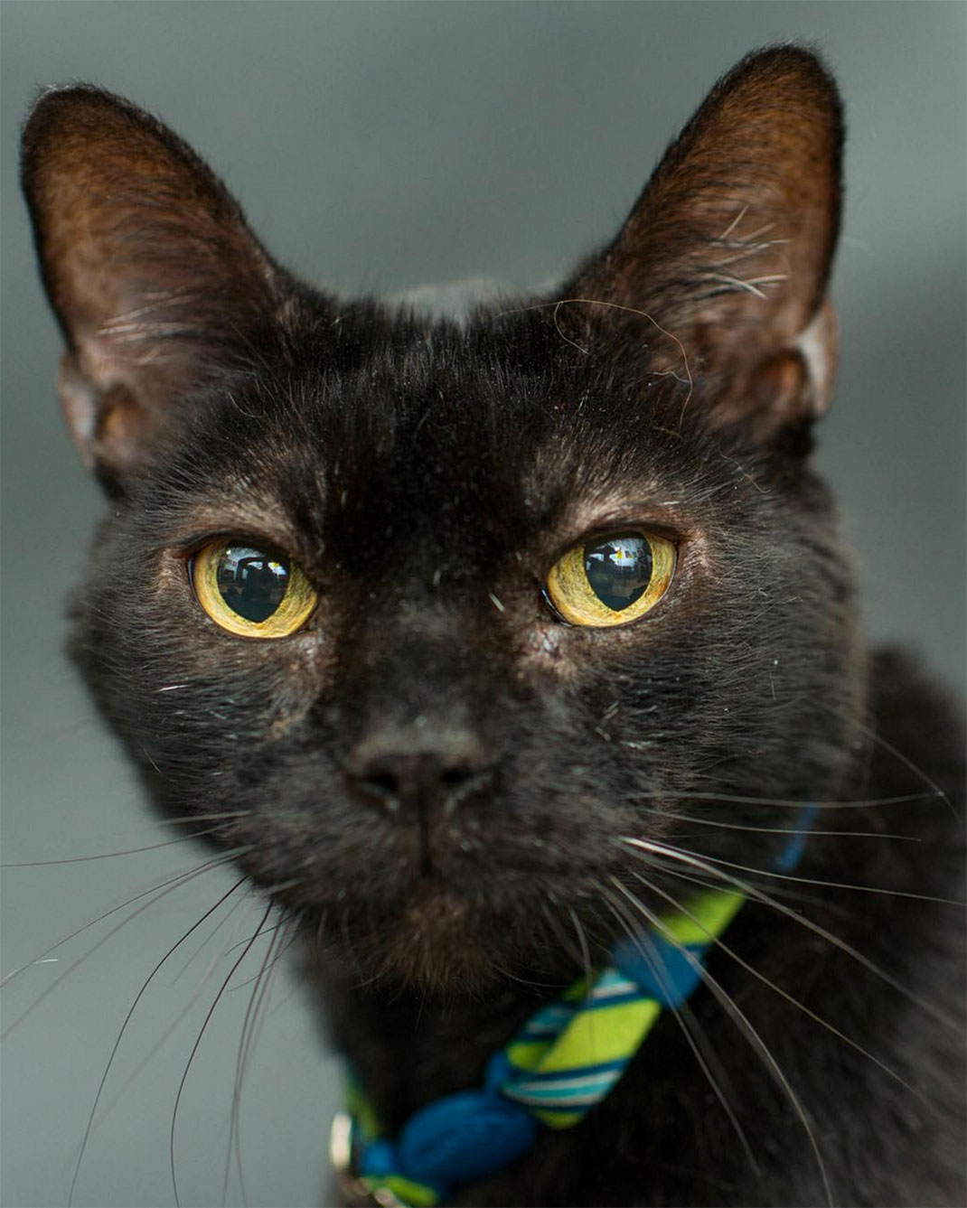 13-chatnoir-caseyelise