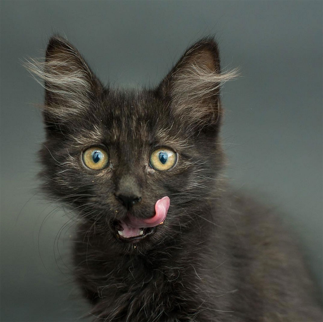 14-chatnoir-caseyelise