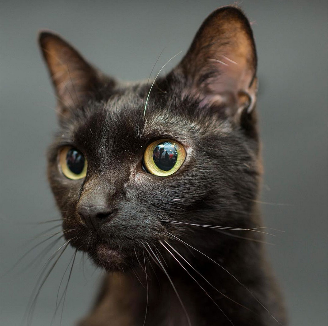 15-chatnoir-caseyelise