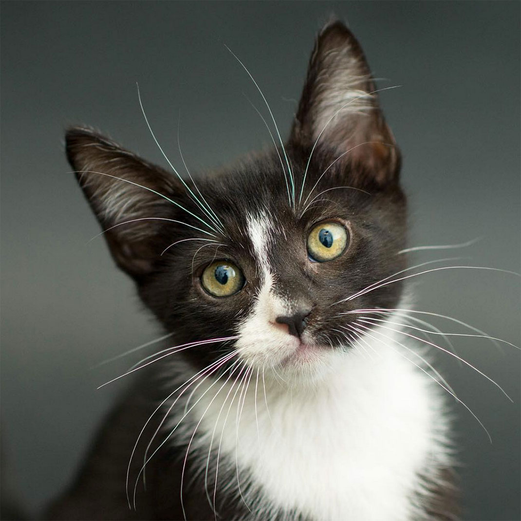 16-chatnoir-caseyelise