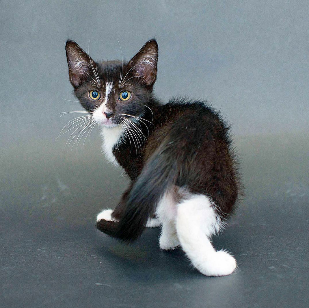 17-chatnoir-caseyelise