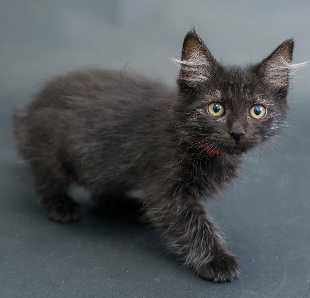 18-chatnoir-caseyelise