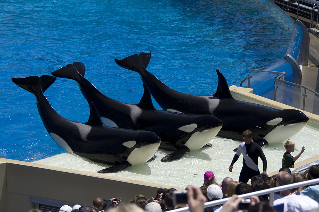 2-orque-seaworld