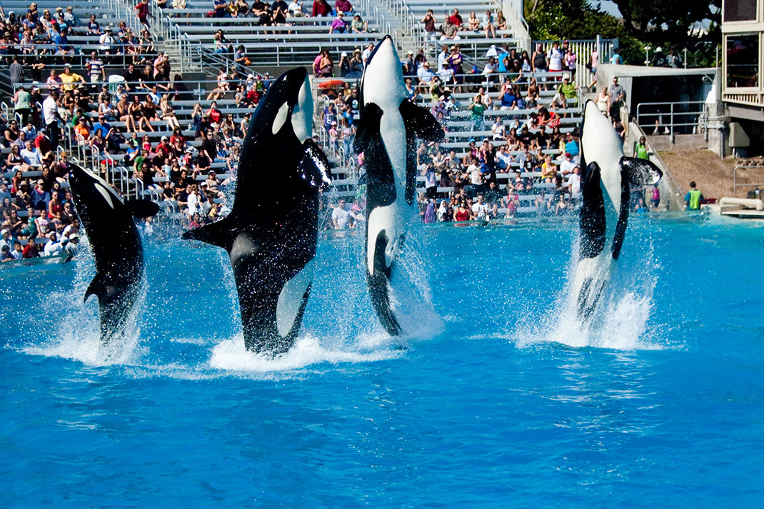 5-orque-seaworld