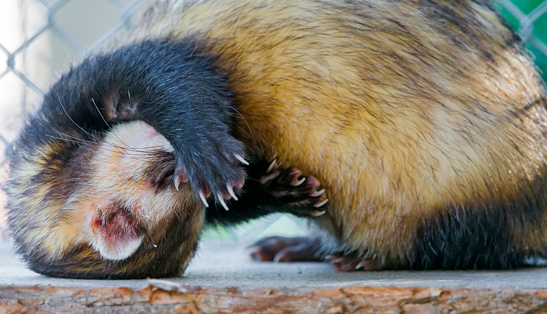 6-furet-insolite