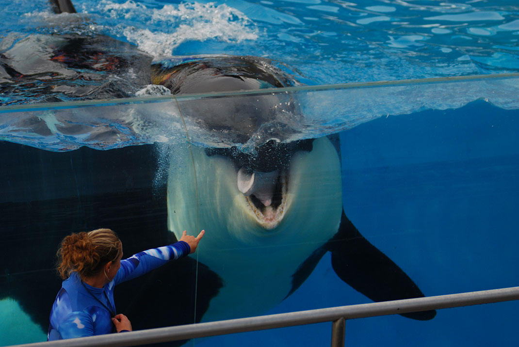 6-orque-seaworld