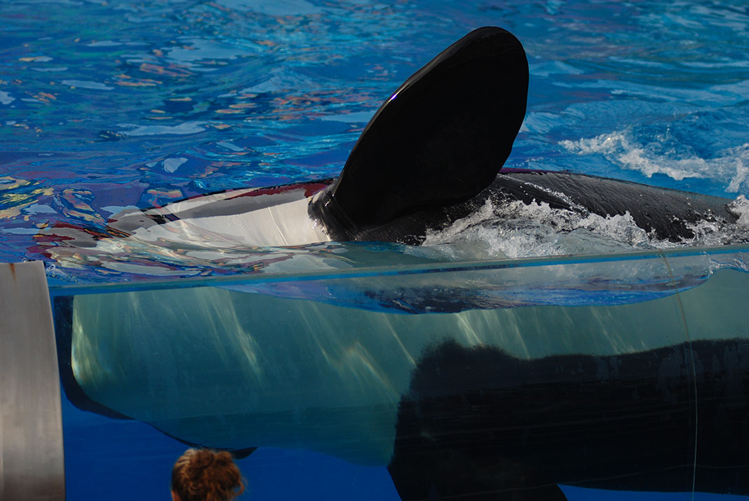 7-orque-seaworld