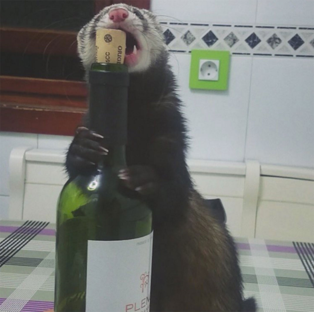 8-furet-insolite