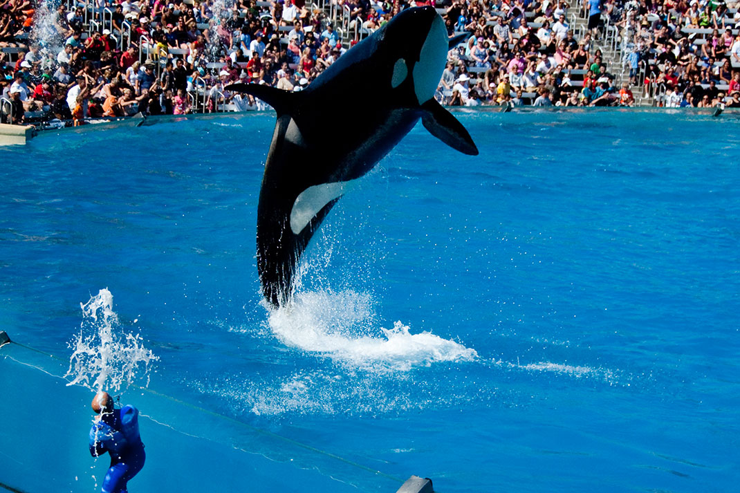 8-orque-seaworld