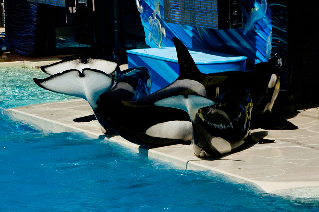 9-orque-seaworld