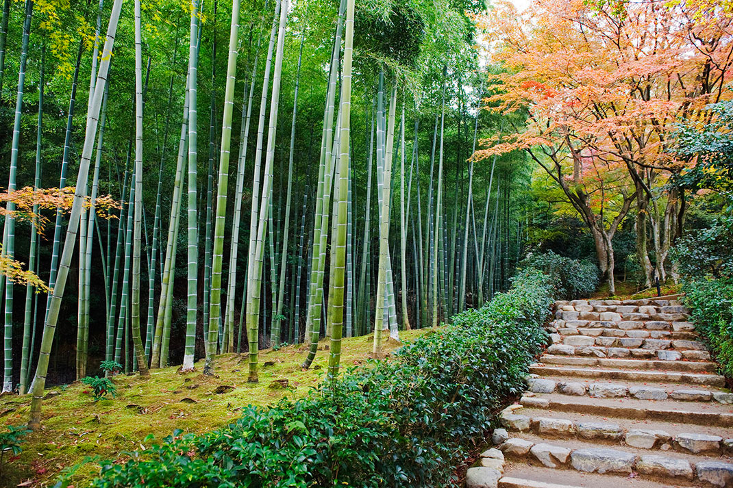 Forêt-bambous-1
