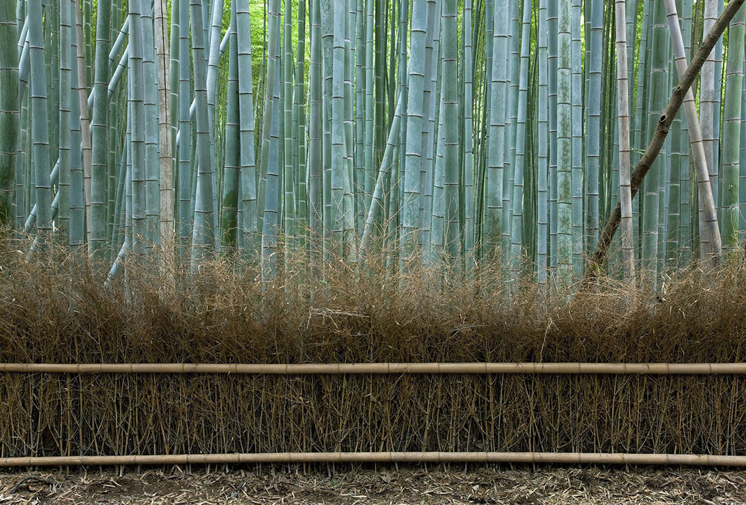 Forêt-bambous-10