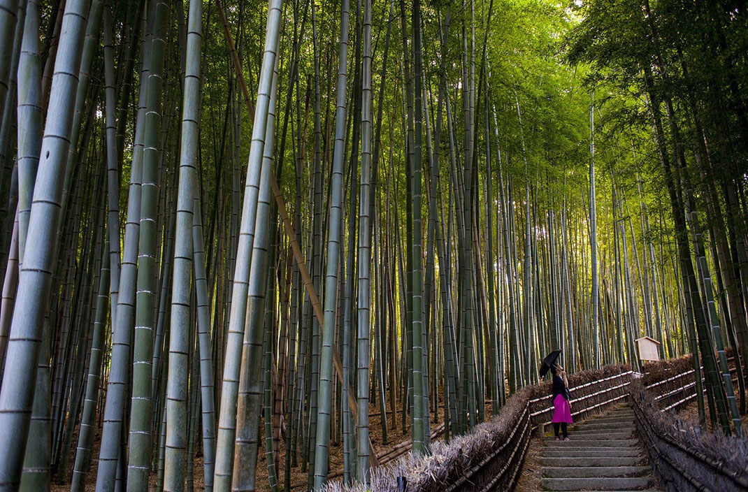 Forêt-bambous-11