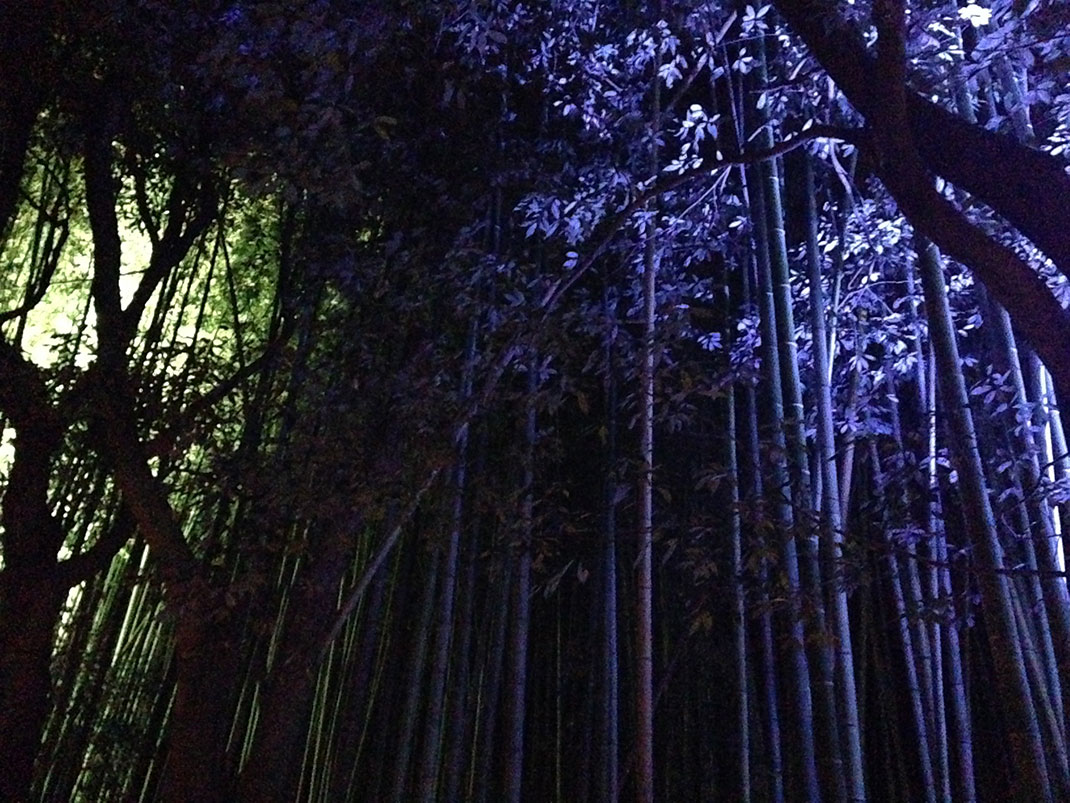 Forêt-bambous-13