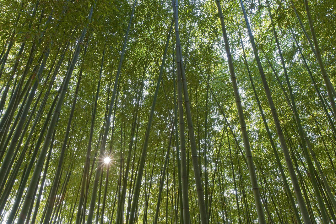 Forêt-bambous-2