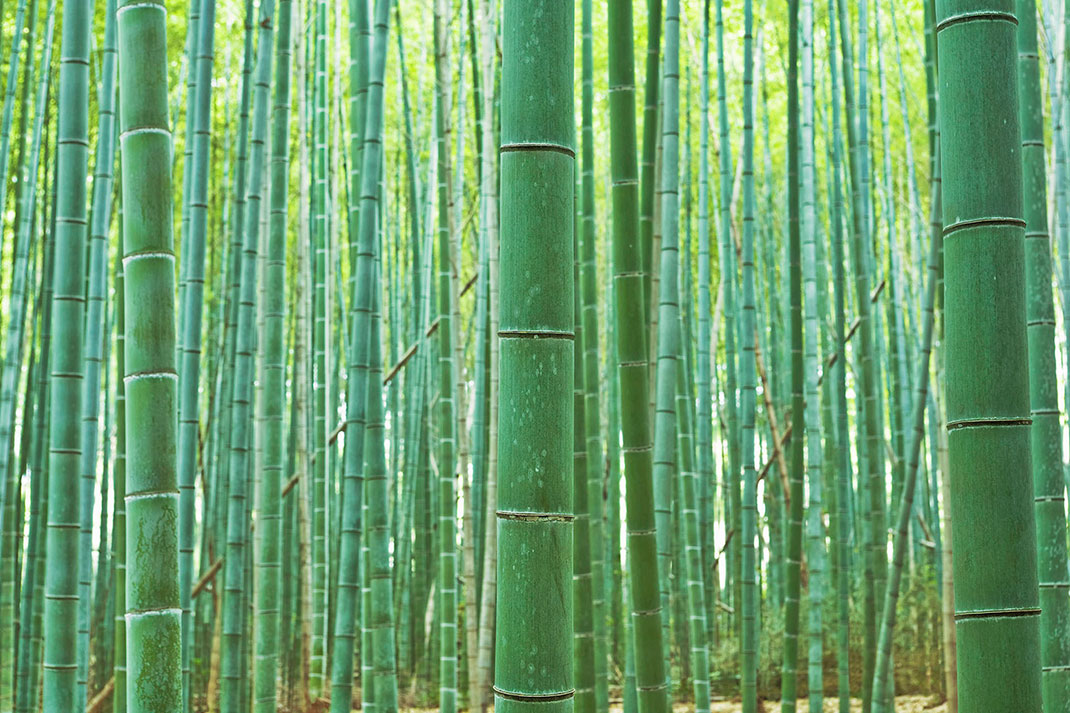 Forêt-bambous-5