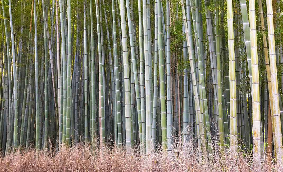 Forêt-bambous-7