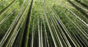 foret-bambous-une-3