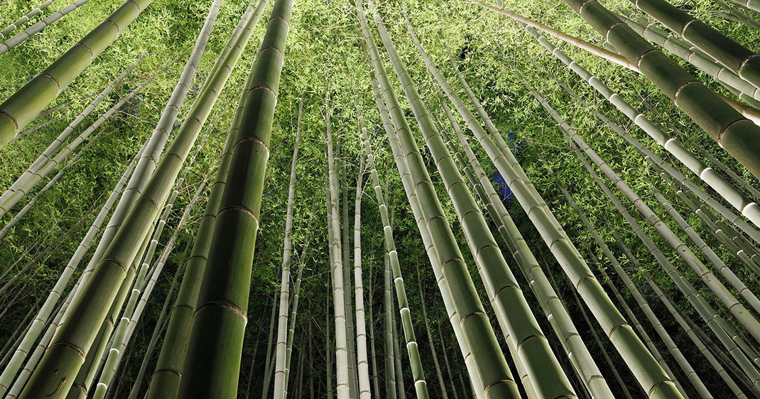 foret-bambous-une-3