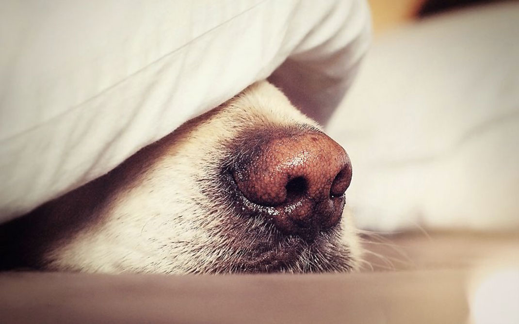 museau-chien-4