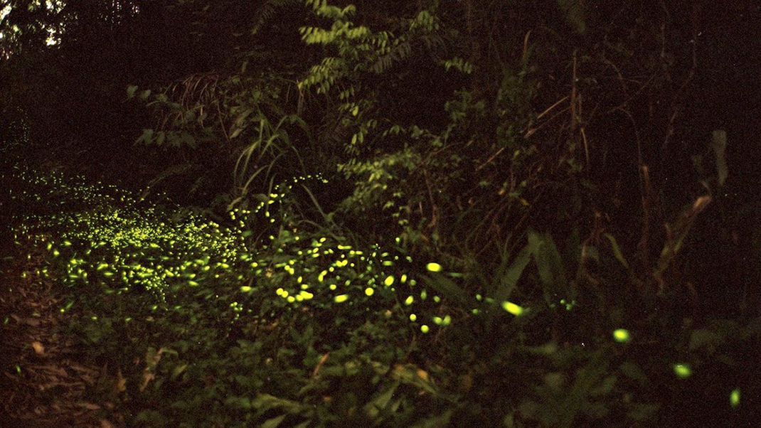 parc-lucioles-11