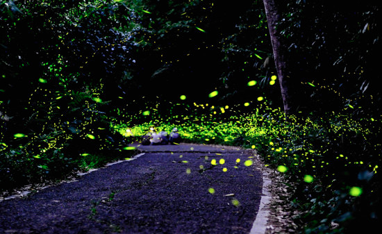 parc-lucioles-3