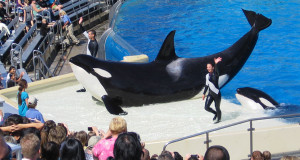 une-orque-seaworld