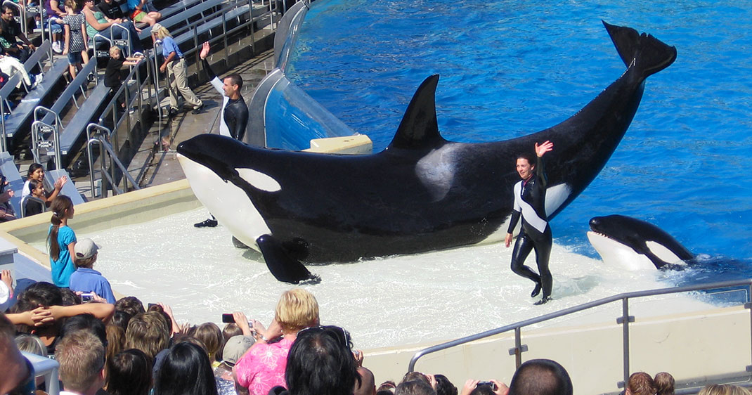 une-orque-seaworld